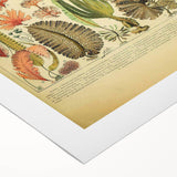 Algae Art Print – Vintage Botanical Algae Illustration