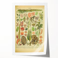 Algae Art Print – Vintage Botanical Algae Illustration