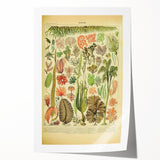 Algae Art Print – Vintage Botanical Algae Illustration