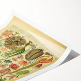 Algae Art Print – Vintage Botanical Algae Illustration