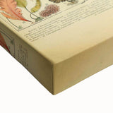 Algae Art Print – Vintage Botanical Algae Illustration