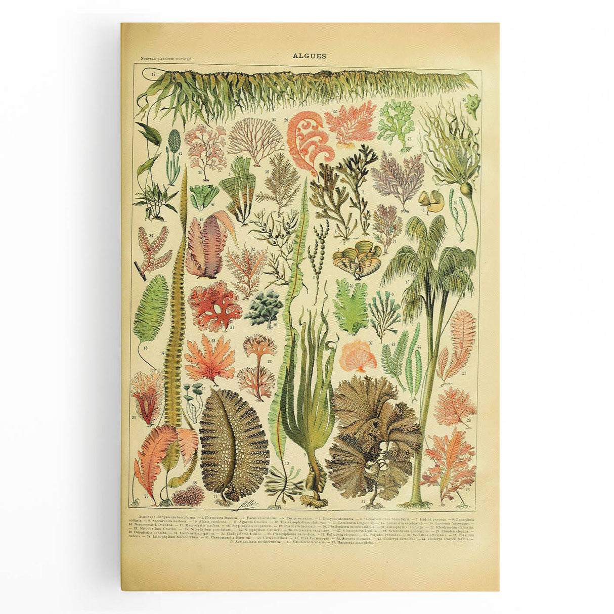 Algae Art Print – Vintage Botanical Algae Illustration