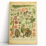 Algae Art Print – Vintage Botanical Algae Illustration