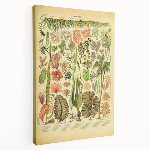 Algae Art Print – Vintage Botanical Algae Illustration