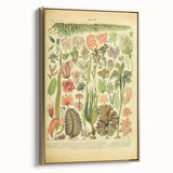 Algae Art Print – Vintage Botanical Algae Illustration