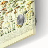 Mushroom Art Print – Vintage Champignons Illustration