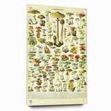 Mushroom Art Print – Vintage Champignons Illustration