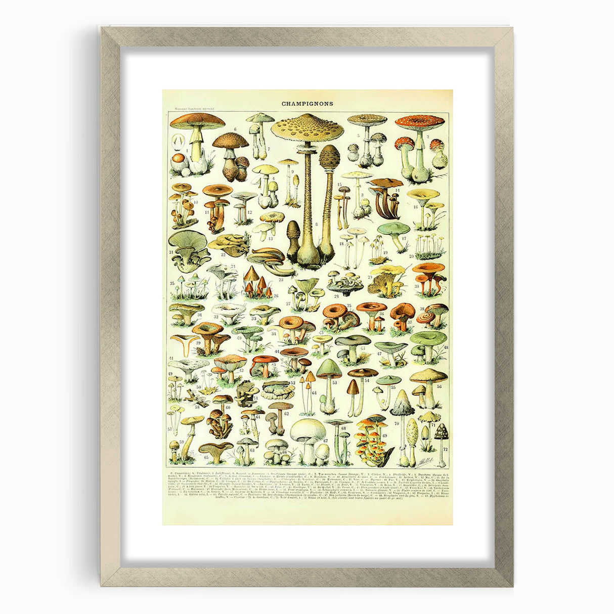 Mushroom Art Print – Vintage Champignons Illustration