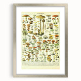 Mushroom Art Print – Vintage Champignons Illustration