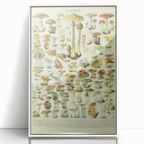 Mushroom Art Print – Vintage Champignons Illustration