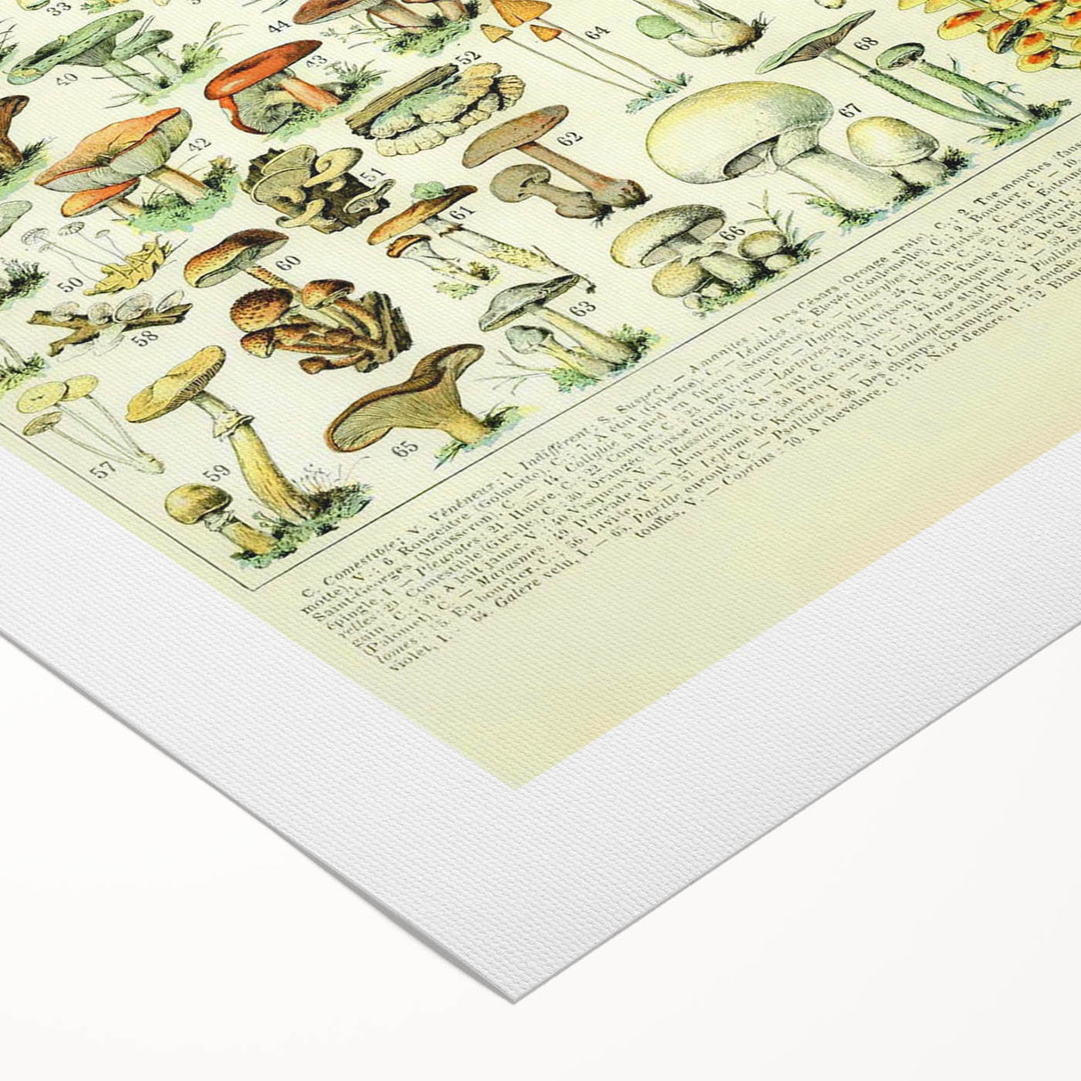 Mushroom Art Print – Vintage Champignons Illustration