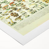 Mushroom Art Print – Vintage Champignons Illustration