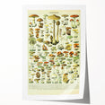 Mushroom Art Print – Vintage Champignons Illustration