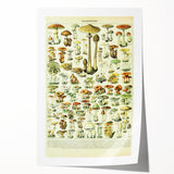 Mushroom Art Print – Vintage Champignons Illustration
