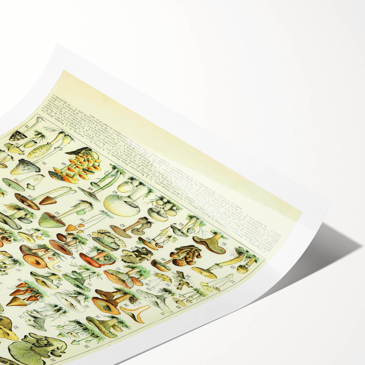 Mushroom Art Print – Vintage Champignons Illustration