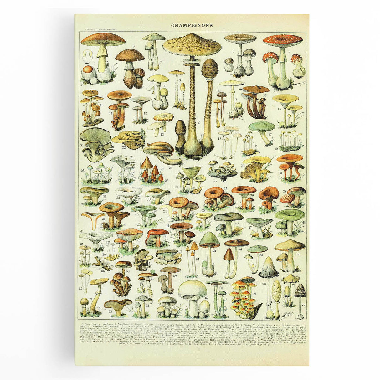 Mushroom Art Print – Vintage Champignons Illustration