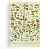 Mushroom Art Print – Vintage Champignons Illustration