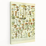 Mushroom Art Print – Vintage Champignons Illustration