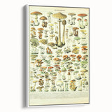 Mushroom Art Print – Vintage Champignons Illustration