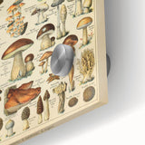 Mushroom Art Print – Vintage Champignons Illustration