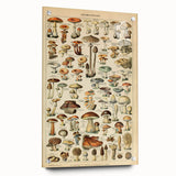 Mushroom Art Print – Vintage Champignons Illustration