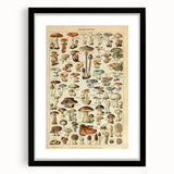 Mushroom Art Print – Vintage Champignons Illustration