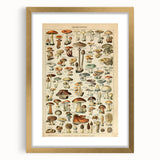 Mushroom Art Print – Vintage Champignons Illustration