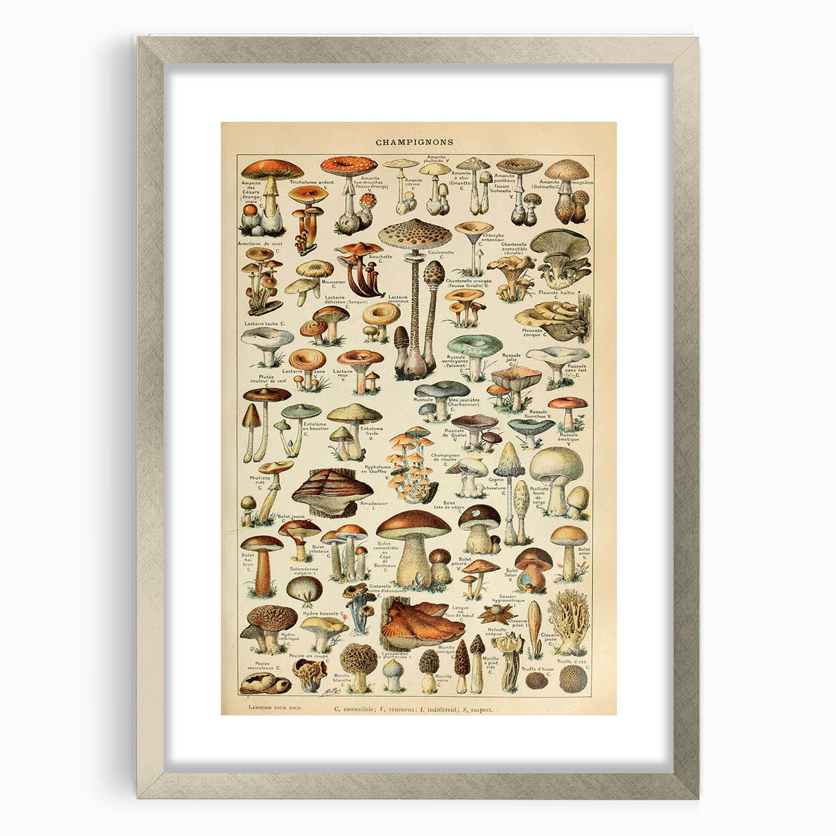 Mushroom Art Print – Vintage Champignons Illustration