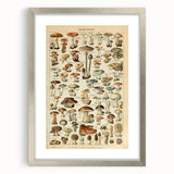 Mushroom Art Print – Vintage Champignons Illustration