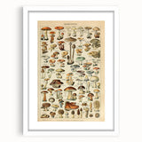 Mushroom Art Print – Vintage Champignons Illustration