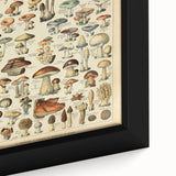 Mushroom Art Print – Vintage Champignons Illustration