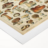 Mushroom Art Print – Vintage Champignons Illustration