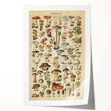 Mushroom Art Print – Vintage Champignons Illustration