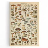 Mushroom Art Print – Vintage Champignons Illustration