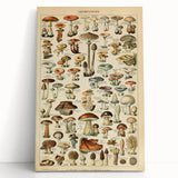 Mushroom Art Print – Vintage Champignons Illustration