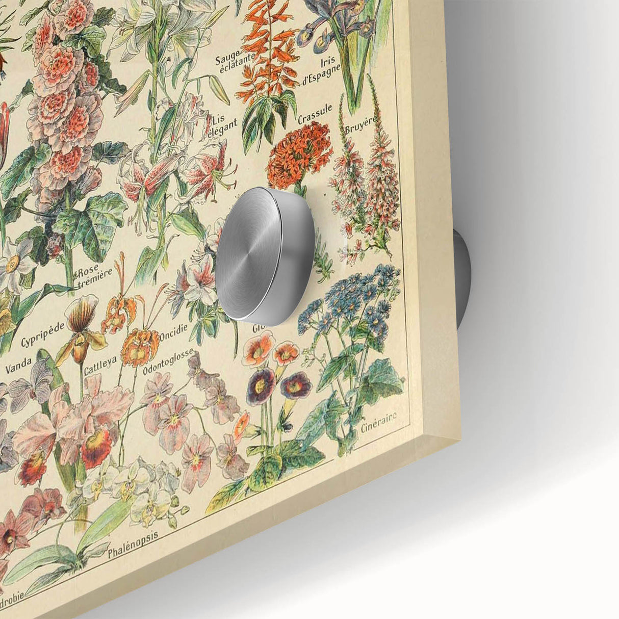 Flower Art Print – Vintage Botanical Flower Illustration