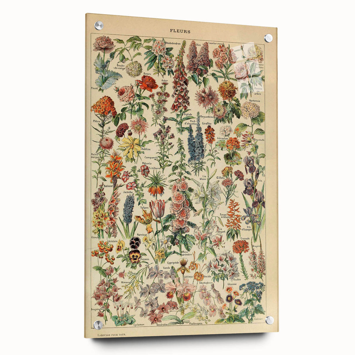Flower Art Print – Vintage Botanical Flower Illustration