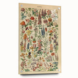 Flower Art Print – Vintage Botanical Flower Illustration