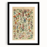 Flower Art Print – Vintage Botanical Flower Illustration