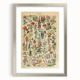 Flower Art Print – Vintage Botanical Flower Illustration