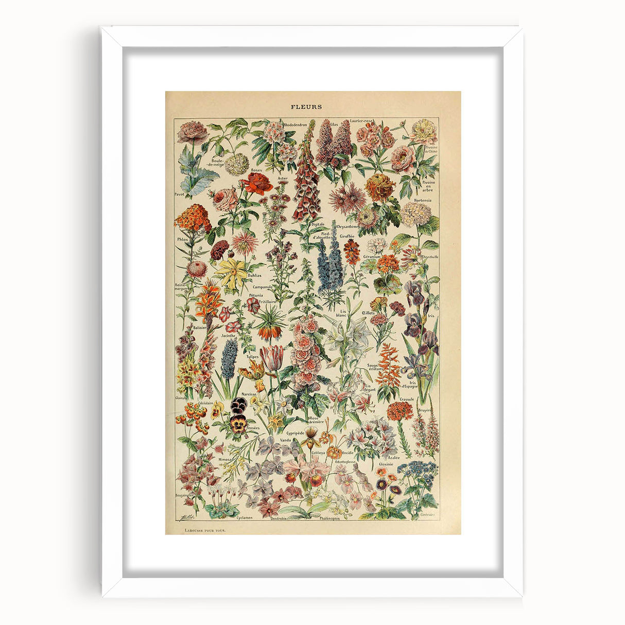 Flower Art Print – Vintage Botanical Flower Illustration