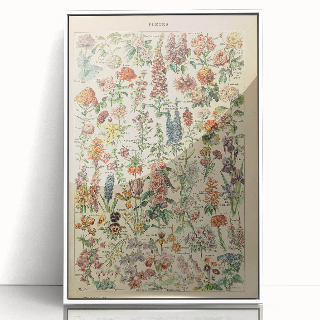 Flower Art Print – Vintage Botanical Flower Illustration