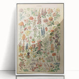 Flower Art Print – Vintage Botanical Flower Illustration