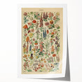 Flower Art Print – Vintage Botanical Flower Illustration