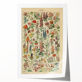 Flower Art Print – Vintage Botanical Flower Illustration