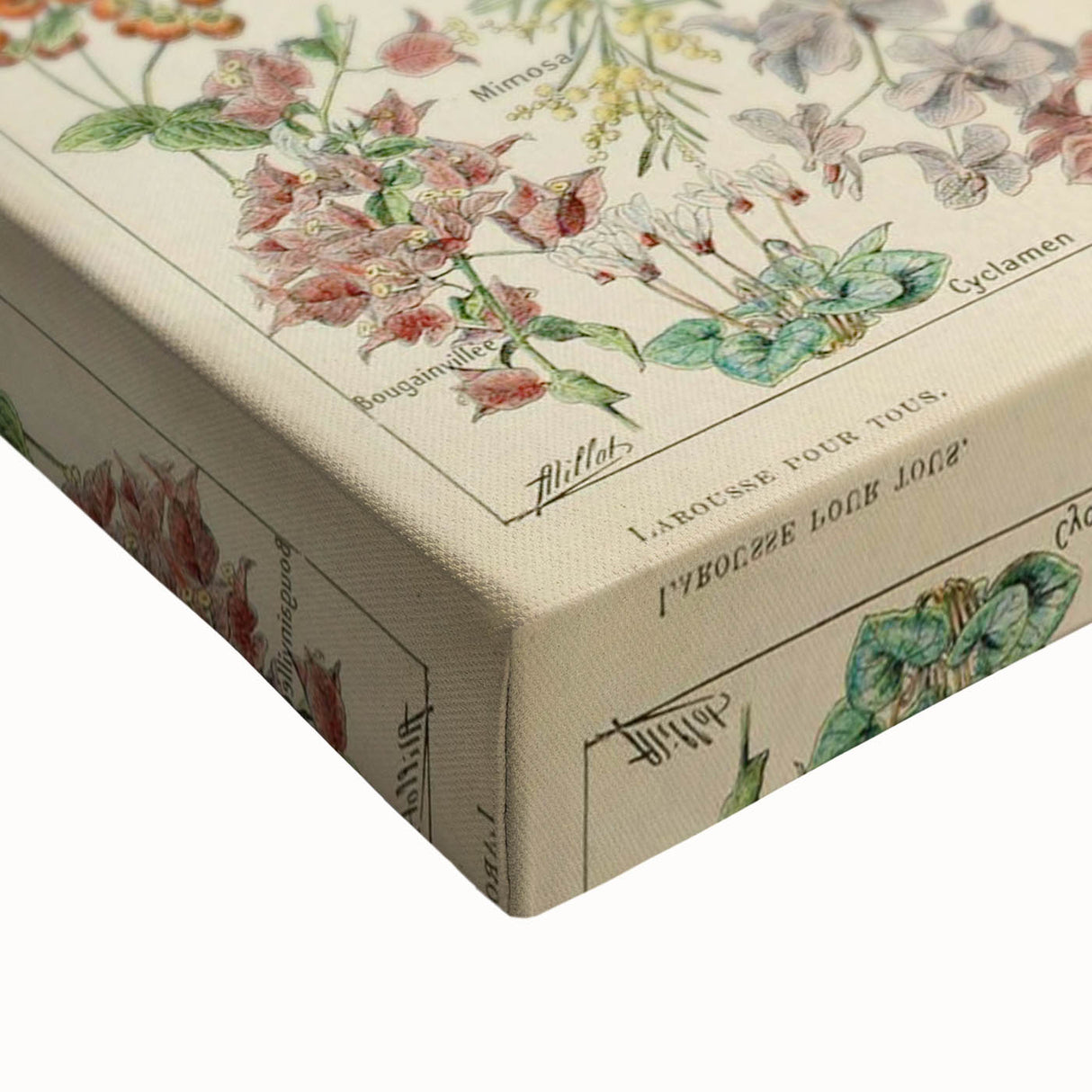 Flower Art Print – Vintage Botanical Flower Illustration