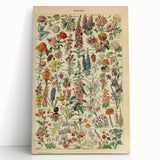 Flower Art Print – Vintage Botanical Flower Illustration