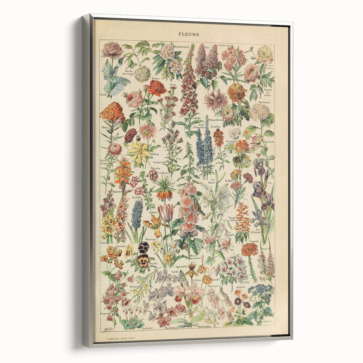 Flower Art Print – Vintage Botanical Flower Illustration