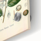 Vintage Botanical Illustration of Styrax – Botanical Art Prints