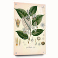 Vintage Botanical Illustration of Styrax – Botanical Art Prints